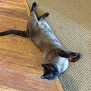 Mr. Chow is registered to the contest to win money with this photo: cat, siamese, pet, indoor, floor, carpet, wooden_floor, lying_down, curious, fur, animal, whiskers, ears, tail, domestic, mammal, cute, relaxed, playful, home