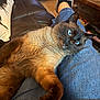 cat, siamese_cat, blue_eyes, fur, pet, animal, indoor, lap, jeans, person, legs, couch, leather, wooden_table, books, cozy, living_room, relaxed, curious, whiskers