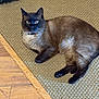 Mr. Chow is registered to the contest to win money with this photo: cat, siamese, pet, indoor, carpet, floor, collar, bell, animal, feline, cute, fur, whiskers, ears, relaxed, laying, looking, domestic, home, curious