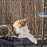 cat, longhaired_cat, fluffy, brown_and_white, pet, animal, outdoor, patio, garden, chair, folding_chair, table, potted_plant, bamboo_fence, fence, sunlight, relaxed, sitting, profile, whiskers