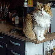 Petit Poil participe au concours pour gagner de l'argent avec cette photo : cat, fluffy, long_hair, orange_and_white, tabby, green_eyes, whiskers, sitting, portrait, kitchen, countertop, cabinets, wood, drawers, utensils, knives, appliances, indoor, pet, alert