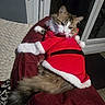 Petit Poil participe au concours pour gagner de l'argent avec cette photo : cat, pet, animal, santa_costume, christmas, holiday, fluffy, longhaired, tabby, white_paws, portrait, sitting, lounging, indoor, couch, cushion, window, red_clothing, festive, whiskers