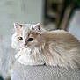 Truffles is registered to the contest to win money with this photo: animal, cat, close_up, cozy, cream_colored, curious, cute, domestic_animal, eyes, feline, fluffy, indoor, kitten, pet, portrait, relaxed, resting, small, soft_fur, young