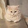 Truffles joined the competition — help win amazing prizes! animal, cat, closeup, cream_colored, cute, ears, eyes, face, feline, fluffy, fur, indoor, kitten, pets, portrait, reflection, sitting, soft_light, whiskers, young
