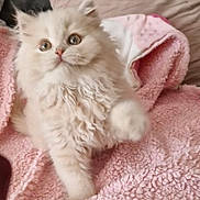 Truffles joined the competition — help win amazing prizes! kitten, cat, fluffy, cream_colored, pink_blanket, pillows, indoor, cozy, pet, cute, small, fur, curious, paw, animal, young, soft, relaxed, domestic, mammal