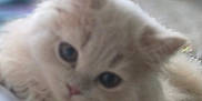 Truffles is registered to the contest to win money with this photo: animal, blurred, cat, close_up, cream_color, cute, domestic_cat, ears, feline, fluffy, furry, indoor, kitten, paws, pet, relaxing, sleepy, soft, whiskers, young
