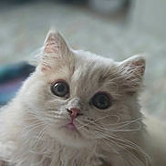 Truffles is registered to the contest to win money with this photo: adorable, animal, cat, close_up, cozy, cream_color, curious, cute, domestic_cat, feline, fluffy, indoor, kitten, lying_down, pet, portrait, soft_fur, whiskers, wide_eyes, young