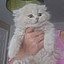 Truffles is registered to the contest to win money with this photo: kitten, cat, fluffy, cream_color, pet, hand, human, indoor, lamp, lampshade, pink_shirt, paw, fur, cute, animal, portrait, feline, domestic, young, holding