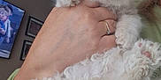 Truffles joined the competition — help win amazing prizes! kitten, cat, fluffy, pet, animal, cute, hand, person, indoor, television, animation, cozy, furry, paw, young, domestic, mammal, soft, light_color, close_up