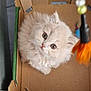 Truffles is registered to the contest to win money with this photo: kitten, cat, cardboard_box, toy, feather, fluffy, cute, pet, indoor, curious, playful, small, feline, animal, domestic, looking_up, young, adorable, whiskers, eyes