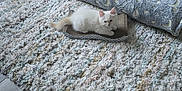 Orio is registered to the contest to win money with this photo: kitten, cat, white_cat, fluffy, scratch_pad, rug, blanket, basket, toy, slippers, floor, home_interior, cozy, relaxing, pet, indoor, furniture, plush, comfort, domestic