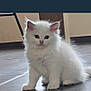 Orio joined the competition — help win amazing prizes! kitten, cat, white_cat, fluffy, indoor, floor, blue_eyes, pet, animal, cute, small, young, fur, sitting, looking, curious, domestic, feline, whiskers, ears