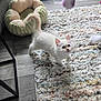 Orio is registered to the contest to win money with this photo: kitten, cat, white_fur, blue_eyes, rug, toy, pet_bed, litter_box, floor, curious, indoor, small_animal, feline, playful, home, domestic_cat, furry, cute, pet, animal