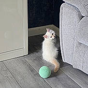 Orio joined the competition — help win amazing prizes! kitten, cat, white_cat, fluffy, pet, indoor, floor, ball, toy, couch, furniture, curious, looking_back, wooden_floor, home, cozy, small_animal, playful, domestic_cat, corner