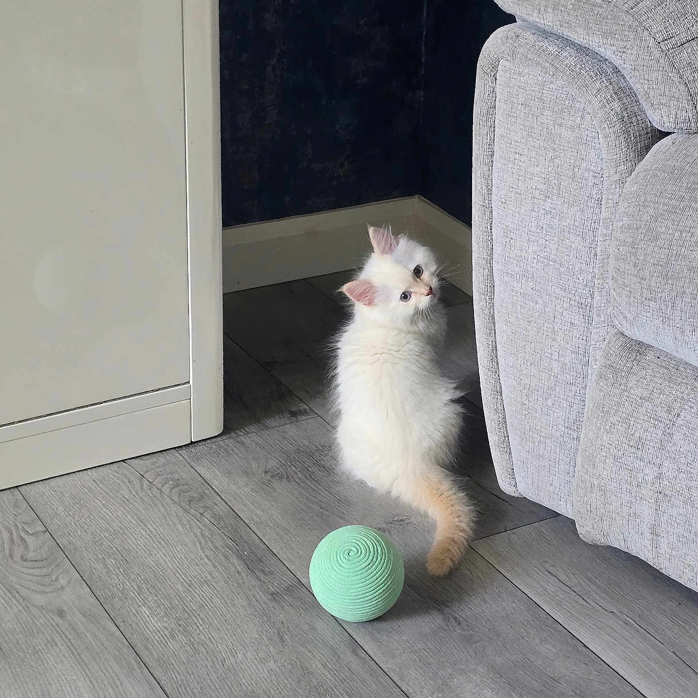 Orio joined the competition — help win amazing prizes! ball, cat, corner, couch, cozy, curious, domestic_cat, floor, fluffy, furniture, home, indoor, kitten, looking_back, pet, playful, small_animal, toy, white_cat, wooden_floor