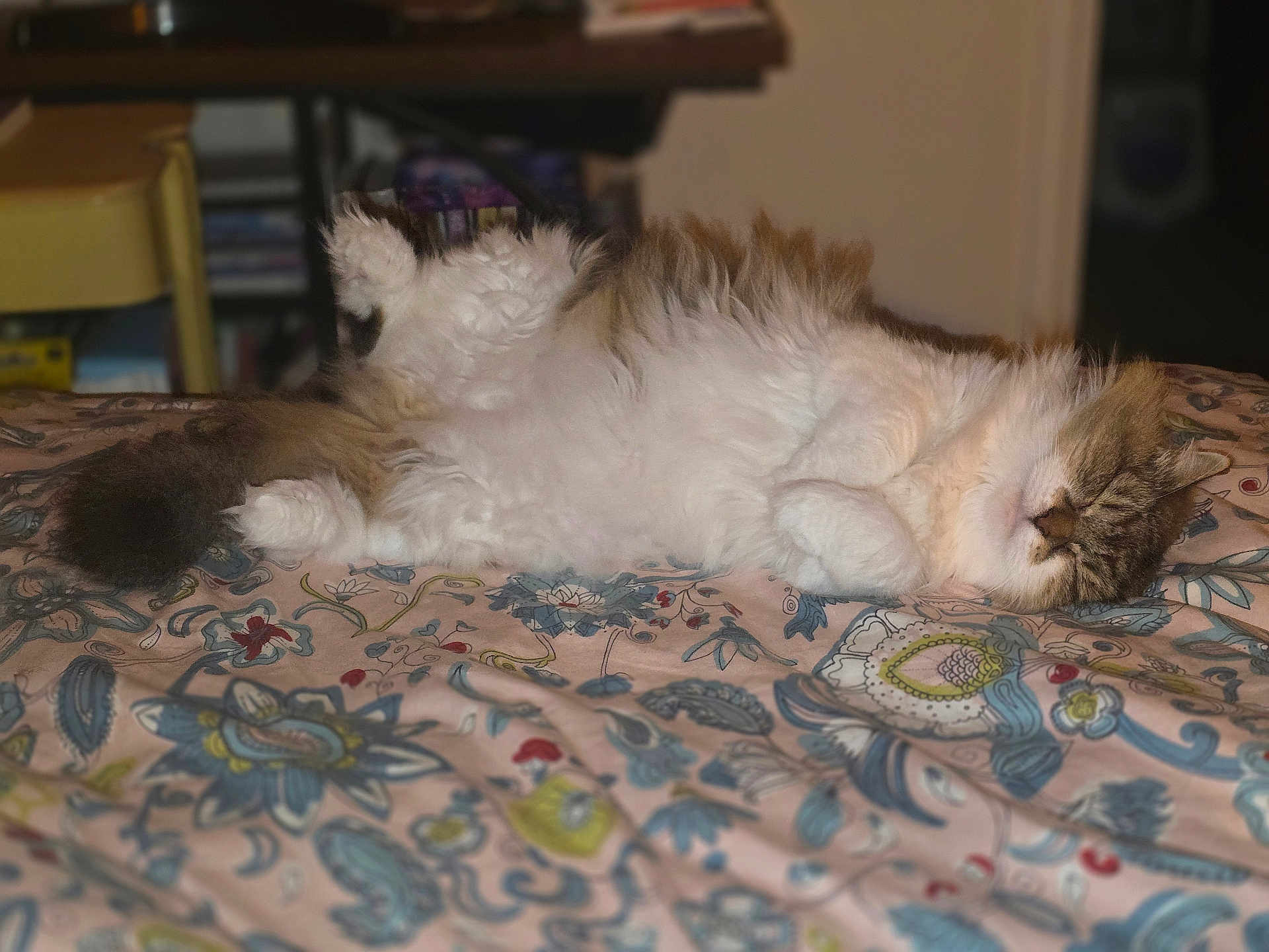 Coco