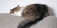 Coco is registered to the contest to win money with this photo: animal, cat, closeup, comfortable, couch, cozy, cute, domestic_cat, fluffy, fur, furry, home, indoor, peaceful, pet, relaxed, resting, sleeping, tail, white_wall