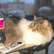 Coco is registered to the contest to win money with this photo: cat, fluffy, table, remote_control, bottle, indoor, pet, feline, domestic_animal, cozy, blurred_background, sitting, resting, fur, yellow_eyes, household, drink, plastic_bottle, relaxed, side_view