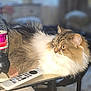 cat, fluffy, table, remote_control, bottle, indoor, pet, feline, domestic_animal, cozy, blurred_background, sitting, resting, fur, yellow_eyes, household, drink, plastic_bottle, relaxed, side_view