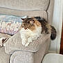 Coco is registered to the contest to win money with this photo: animal, armrest, black_fur, brown_fur, cat, couch, cozy, domestic_animal, fluffy_cat, furniture, indoor, living_room, pet, pillow, relaxed, resting, sleeping, soft_texture, tabby_cat, white_fur
