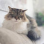 cat, fluffy, green_eyes, couch, indoor, relaxed, portrait, feline, soft_fur, close_up, domestic_animal, pet, animal, whiskers, face, cute, comfortable, resting, blurred_background, cozy