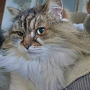 Coco joined the competition — help win amazing prizes! animal, blanket, cat, closeup, comfort, cozy, cute, domestic_animal, face, feline, fluffy, fur, indoor, long_hair, mammal, pet, portrait, relaxed, resting, whiskers
