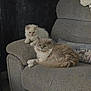 Bella is registered to the contest to win money with this photo: cat, cats, feline, pet, animal, couch, sofa, furniture, indoor, cozy, relaxing, fluffy, gray, white, pillow, photograph, home, living_room, resting, cute