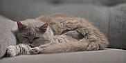Bella joined the competition — help win amazing prizes! animal, cat, comfort, couch, cozy, cute, domestic, feline, fluffy, fur, gray, home, indoor, lazy, peaceful, pet, relaxed, resting, sleeping, soft