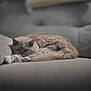 Bella joined the competition — help win amazing prizes! cat, sleeping, fluffy, gray, couch, indoor, pet, fur, relaxed, cozy, animal, resting, home, feline, soft, comfort, cute, lazy, domestic, peaceful