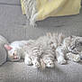 cat, sleeping, fluffy, couch, indoor, pet, cozy, relaxation, feline, two_animals, soft, fur, rest, domestic_animal, peaceful, home, comfort, animal, cute, nap