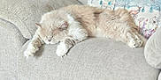 Bella joined the competition — help win amazing prizes! cat, fluffy, sleeping, couch, pillow, indoor, relaxation, furniture, cream_color, cozy, pet, resting, animal, soft, home, living_room, decor, comfort, cute, feline