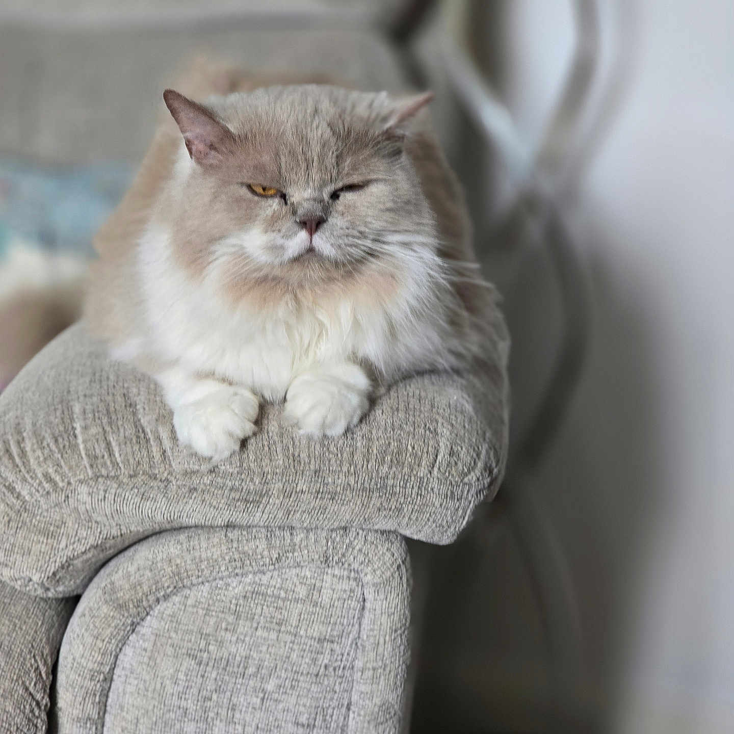 Bella is registered to the contest to win money with this photo: animal, cat, close_up, comfortable, cozy, cute, domestic_animal, feline, fluffy, gray_couch, home, indoor, paw, pet, portrait, relaxed, resting, sleepy, soft_fur, whiskers