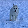 animal, blue_eye, canine, cold, cute, dog, fluffy, furry, husky, mammal, nature, outdoor, pet, playful, puppy, snow, walking, white_fur, winter, young