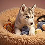 husky, puppy, dog, pet_bed, toys, teddy_bear, fluffy, beige, blue_eyes, heterochromia, cute, young, indoor, cozy, playing, animal, fur, portrait, comfort, resting