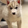 adorable, animal, blue_eyes, canine, close_up, curious, cute, dog, floor, fur, husky, indoors, looking_at_camera, mammal, pet, portrait, puppy, soft_light, whiskers, young