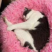 Mila participe au concours pour gagner de l'argent avec cette photo : cat, sleeping, pink_bed, fluffy, cozy, pet, animal, fur, relaxed, indoor, cute, white, gray, resting, soft, domestic_cat, feline, comfort, curled_up, peaceful