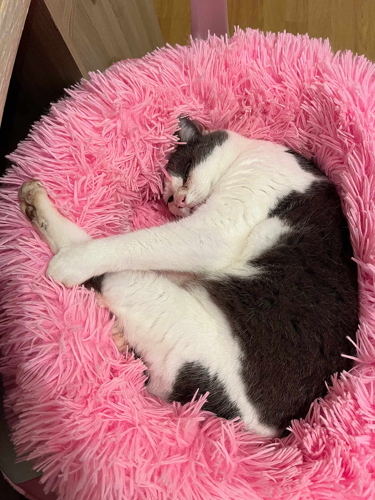 Mila participe au concours pour gagner de l'argent avec cette photo : cat, sleeping, pink_bed, fluffy, cozy, pet, animal, fur, relaxed, indoor, cute, white, gray, resting, soft, domestic_cat, feline, comfort, curled_up, peaceful