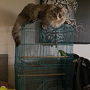 Leya participe au concours pour gagner de l'argent avec cette photo : backpack, bird, birdcage, bucket, cage, cat, cat_on_cage, curious_expression, fan, fluffy_cat, furniture, home_interior, indoor, leopard_painting, painting, parakeet, perch, pet, toy_beads, wall_art