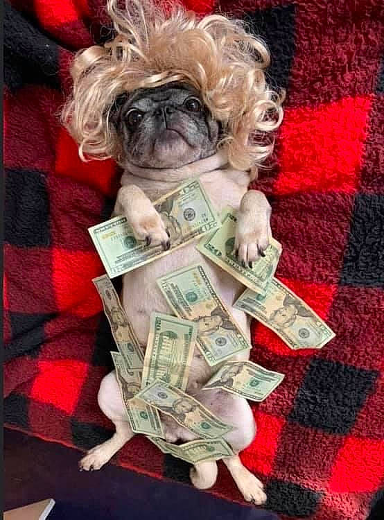 Lolabell is registered to the contest to win money with this photo: art, banknote, carnivore, companion_dog, dog, dog_breed, dog_clothes, dog_supply, fictional_character, font, linens, liver, paper_product, pattern, plaid, tartan, toy, toy_dog, working_animal, wrinkle