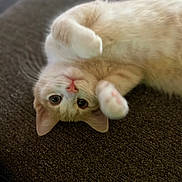 Taffy is registered to the contest to win money with this photo: cat, kitten, upside_down, playful, orange, white, fur, paws, eyes, whiskers, pet, cute, indoor, texture, brown, soft, closeup, animal, resting, curious