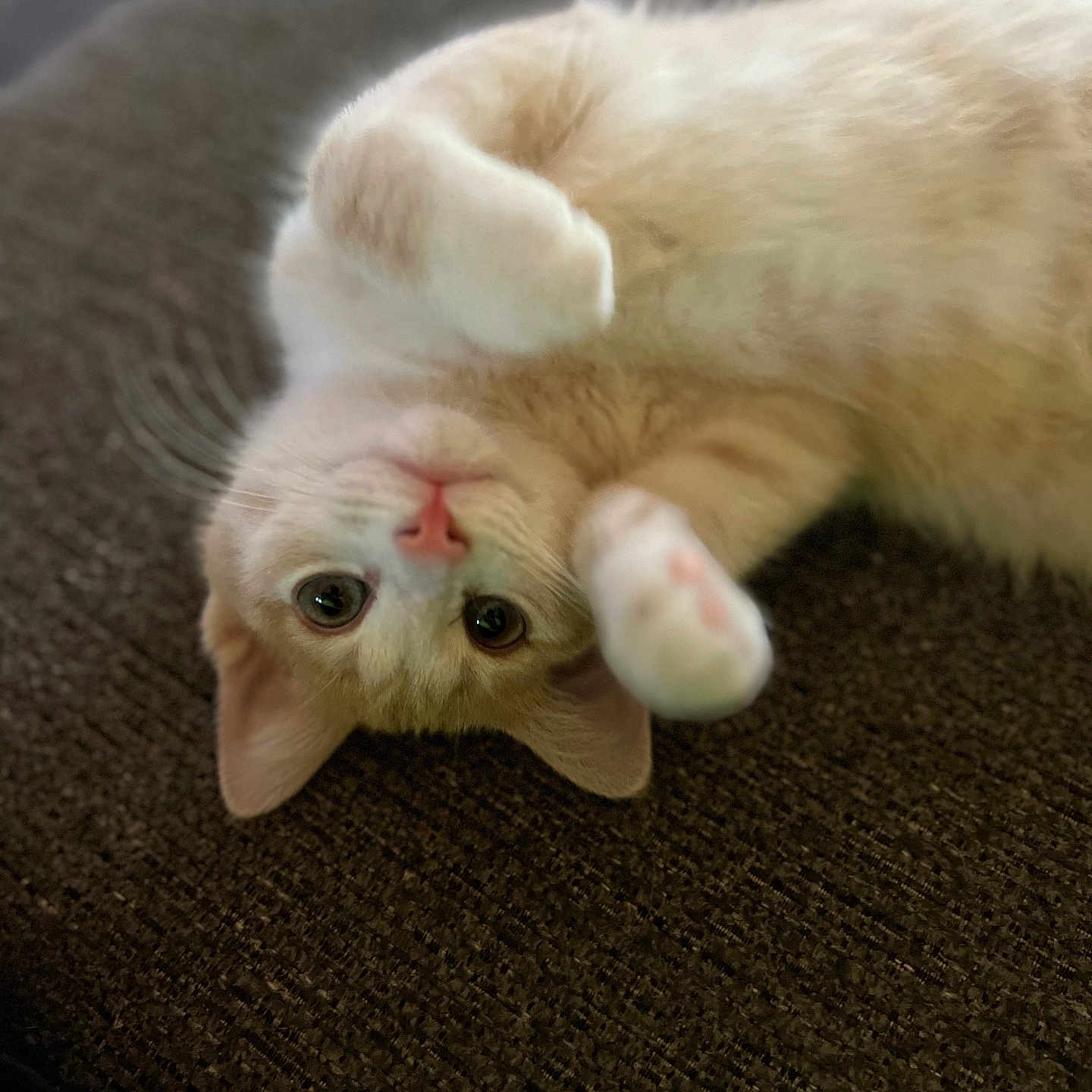 Taffy is registered to the contest to win money with this photo: animal, brown, cat, closeup, curious, cute, eyes, fur, indoor, kitten, orange, paws, pet, playful, resting, soft, texture, upside_down, whiskers, white