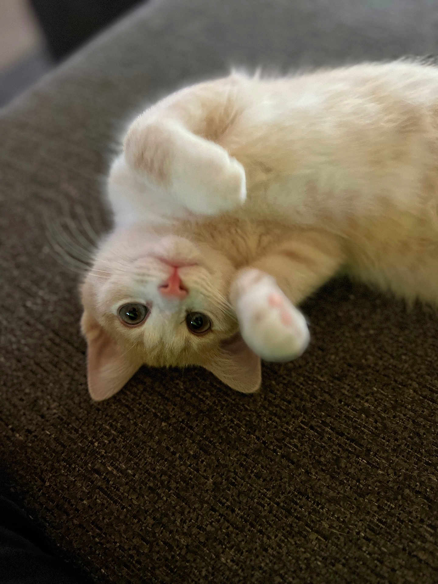 Taffy is registered to the contest to win money with this photo: cat, kitten, upside_down, playful, orange, white, fur, paws, eyes, whiskers, pet, cute, indoor, texture, brown, soft, closeup, animal, resting, curious