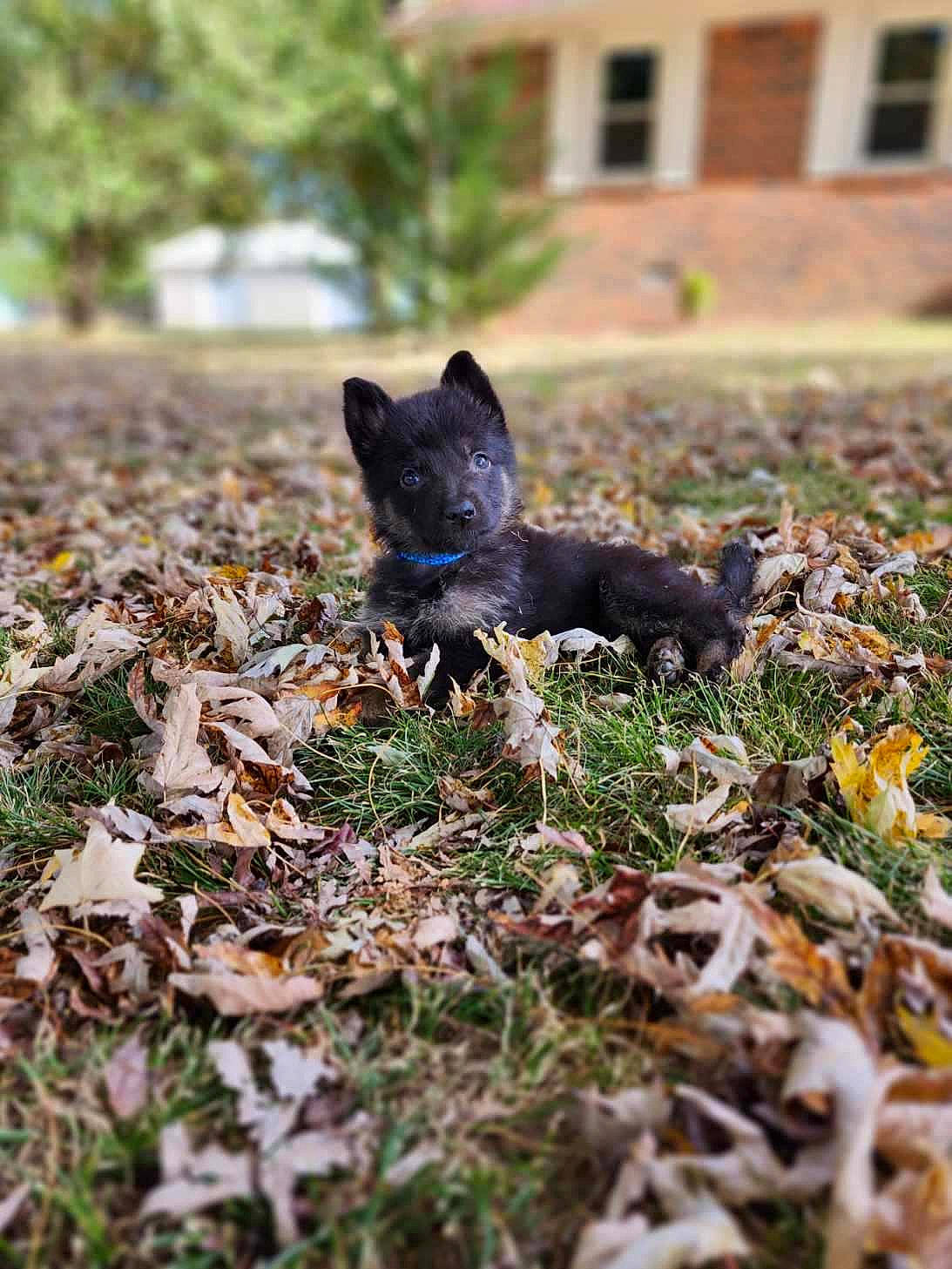 Kaiser joined the competition — help win amazing prizes! autumn, canidae, carnivore, deciduous, fawn, felidae, grass, groundcover, plant, small_to_medium_sized_cats, snout, soil, sporting_group, tail, terrestrial_animal, tree, trunk, wildlife, window, wood