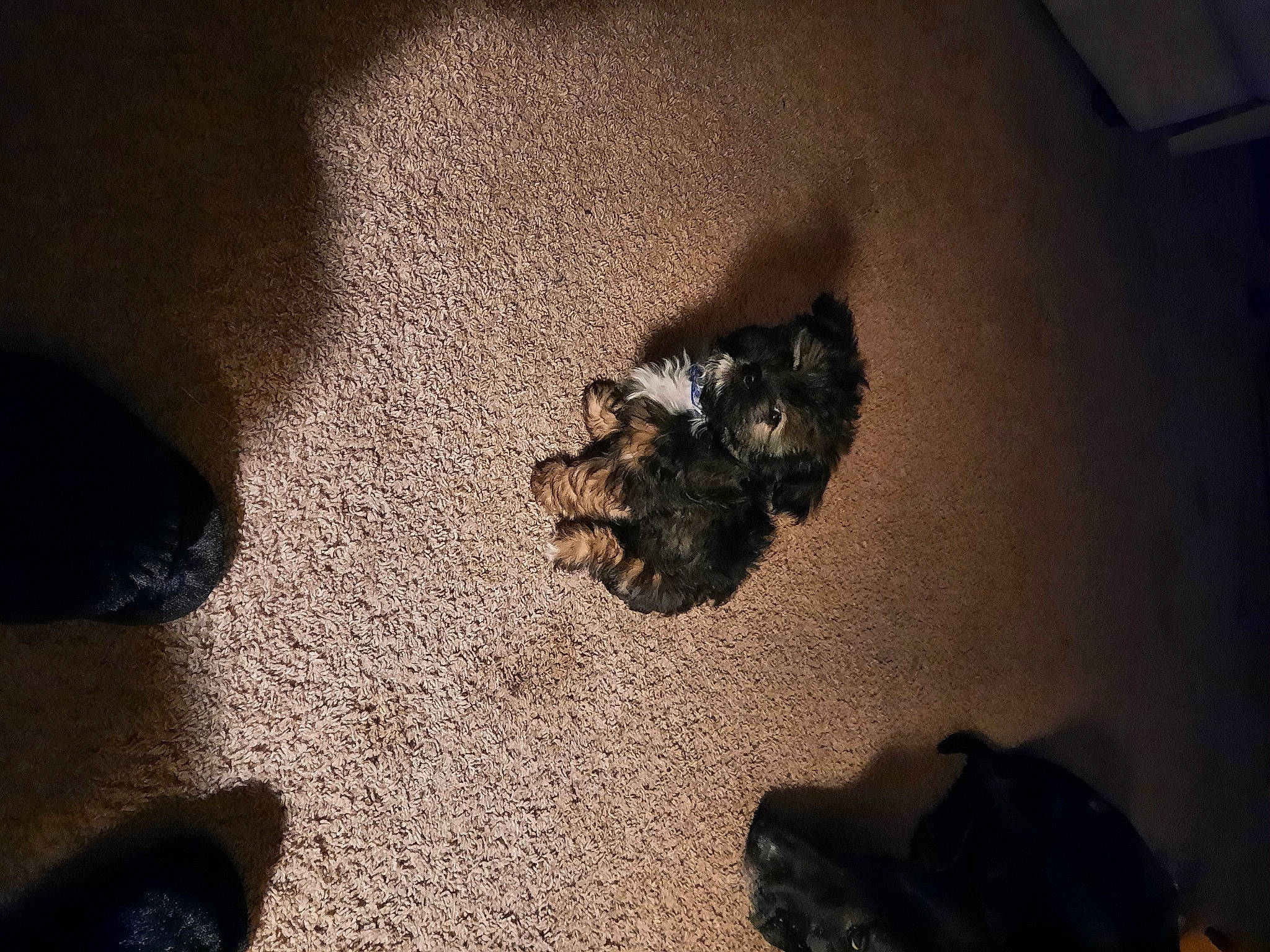 Andy is registered to the contest to win money with this photo: asphalt, automotive_tire, canidae, darkness, dog_breed, flooring, foot, fur, grey, human_leg, paw, road_surface, rock, shadow, snout, soil, sporting_group, tail, tints_and_shades, wood