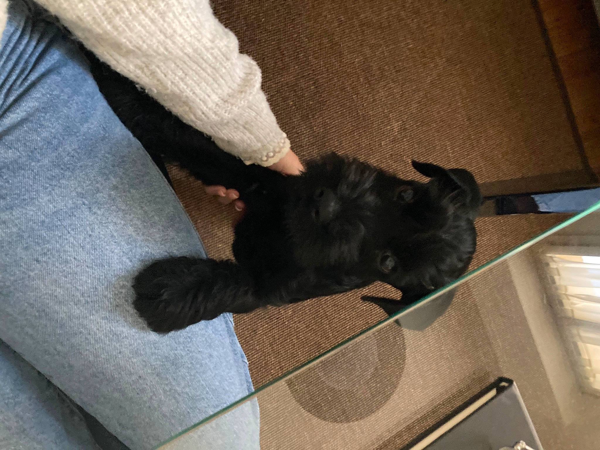 Snö a rejoint le concours — aidez-le/la à gagner de superbes lots ! black_cat, canidae, carnivore, comfort, companion_dog, dog, dog_breed, fawn, felidae, flooring, fur, mammal, paw, small_to_medium_sized_cats, snout, sporting_group, tail, tints_and_shades, whiskers, windshield