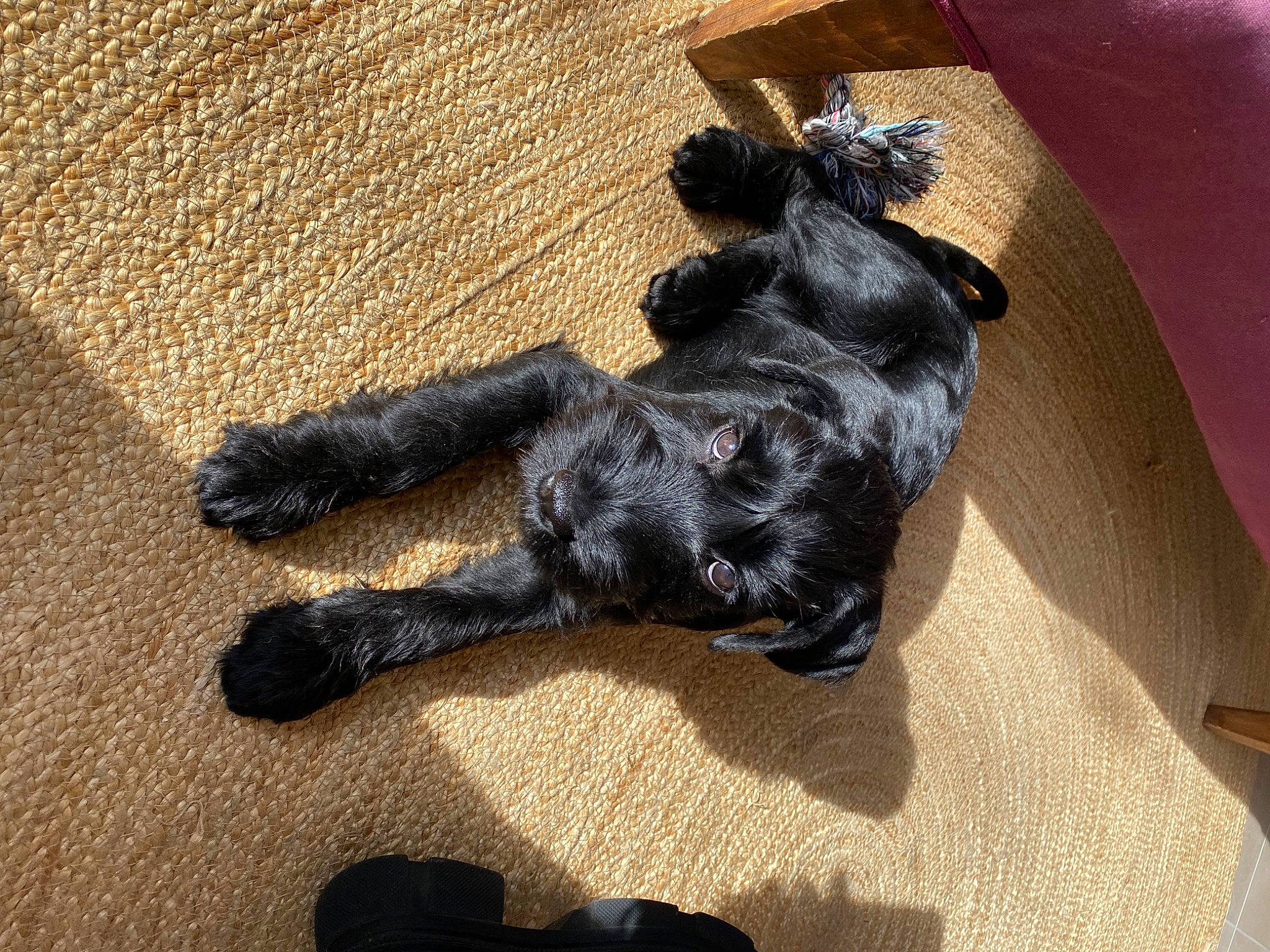 Snö participe au concours pour gagner de l'argent avec cette photo : black_cat, carnivore, claw, comfort, companion_dog, dog, dog_breed, fawn, felidae, flooring, fur, grey, hardwood, paw, shadow, small_to_medium_sized_cats, snout, tail, wood, working_animal