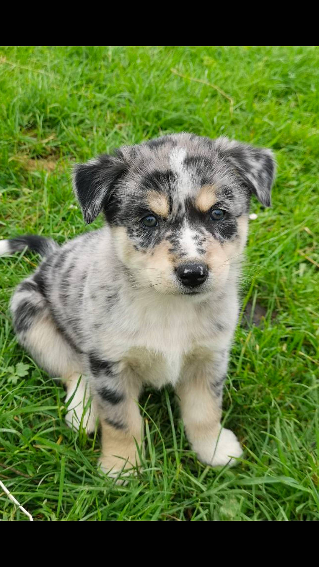 Toomey a rejoint le concours — aidez-le/la à gagner de superbes lots ! australian_cattle_dog, australian_collie, australian_shepherd, border_collie, canidae, carnivore, companion_dog, dog, dog_breed, herding_dog, koolie, mammal, miniature_australian_shepherd, puppy, rare_breed_dog, texas_heeler, vertebrate, working_dog