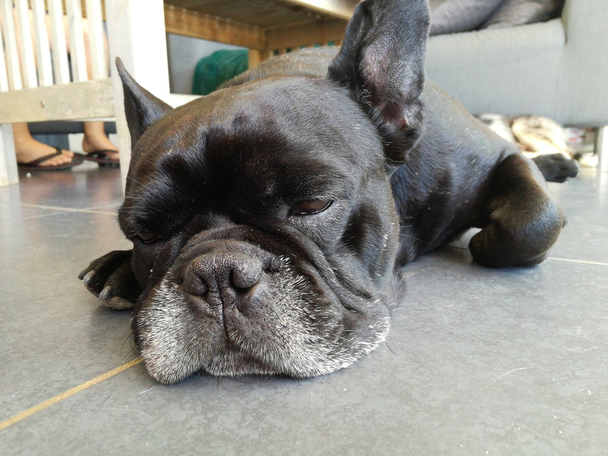 Bobo a rejoint le concours — aidez-le/la à gagner de superbes lots ! bulldog, canidae, carnivore, companion_dog, dog, dog_breed, dog_collar, fawn, french_bulldog, mammal, molosser, non_sporting_group, olde_english_bulldogge, puppy, rare_breed_dog, skin, snout, sporting_group, toy_bulldog, vertebrate