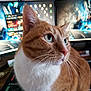 Mr.keytek is registered to the contest to win money with this photo: abyssinian, animal, arcadegamemachine, cat, computer, computerhardware, computerkeyboard, electronics, game, hardware, hardwood, laptop, manx, monitor, pc, pet, screen, shelf, tv, wood