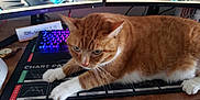 Mr.keytek is registered to the contest to win money with this photo: animal, cat, clothing, computer, computerhardware, computerkeyboard, desk, electronics, furniture, glove, hardware, hardwood, laptop, monitor, pc, pet, screen, table, tv, wood